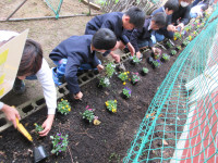 ビオラ植え